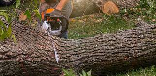 Best Hazardous Tree Removal  in Garrett, IN