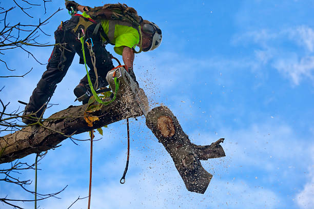 Best Tree Maintenance Programs  in Garrett, IN